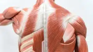 Fascia is Fascinating