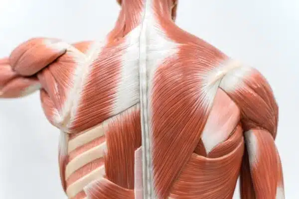 Fascia is Fascinating