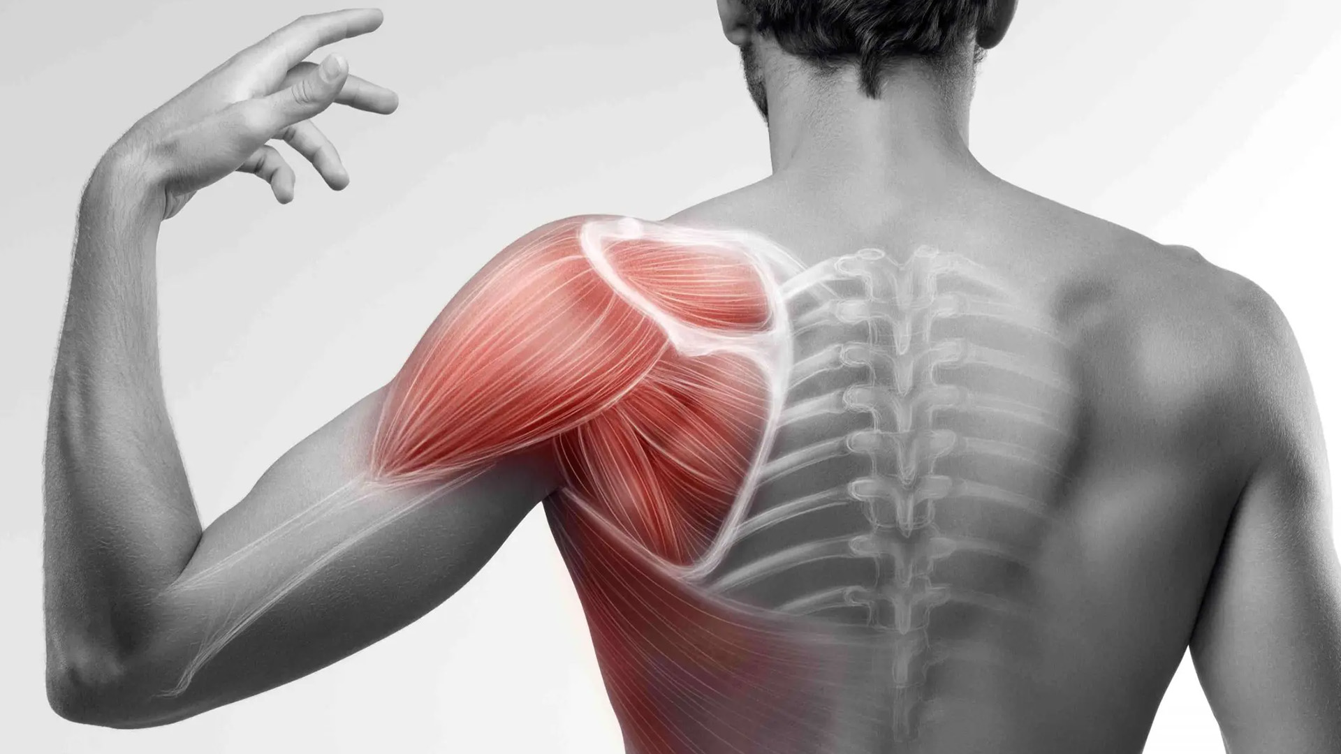ShortCourseProductPics_-Subscapularis